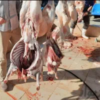 قصابی گوسفند زنده شبانروز در تمام شهر وفروش گوسفند