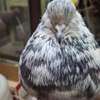 کبوترنرپلنگ جوان سالم کله لرزان|پرنده|اصفهان, جلالیه|دیوار