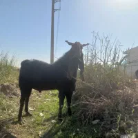 یک راس بز پاکستانی نر درجه یک