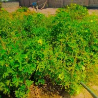 سه میش نری خورده اند و یک میش و بره ب فروش میرسد