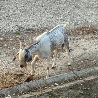 کهره نر جوان