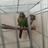 گرینچیک بلک کاپ