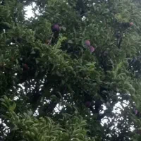 باعجه نقلی ۳۵۰ متری