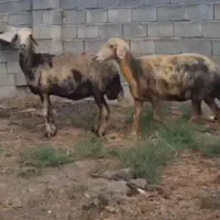 جفت میش قیر پلنگی افشاری آبستن دوقلو