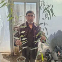 فروش نهال گلابی خرمالو پسته عناب سنجد سیب شمشاد|خدمات باغبانی و درختکاری|صفادشت, |دیوار