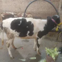 ۱ عدد گوساله ماده فروش بروجرد قلعه نو حکیمی|حیوانات مزرعه|بروجرد, |دیوار