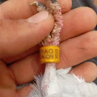 مسافتی|پرنده|سنندج, |دیوار