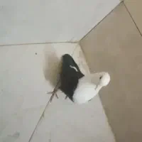 کله سفید ماده