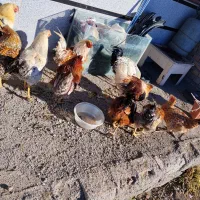 خروس 1ساله|حیوانات مزرعه|دشتک, |دیوار