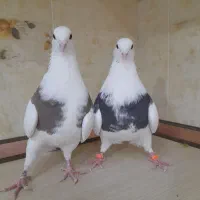 طوقی ،پلاکی، پلاس