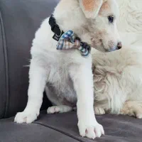 واگذاری دو قلاده سگ شناسنامه دار|سگ|مشهد, ویلاشهر|دیوار