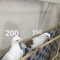 کبوتر پرشی قیمت مناسب|پرنده|ابهر, |دیوار