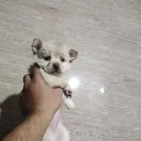 سگ سایز ریز و خوشکل|سگ|شیراز, حافظیه|دیوار