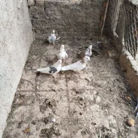 کبوتر|پرنده|گلپایگان, |دیوار