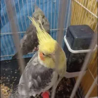 عروس هلندی جفت|پرنده|مشهد, امیرآباد|دیوار