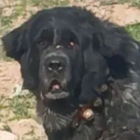 قهدریجانی نره با اصالت و همچی تمام|سگ|کرمان, |دیوار