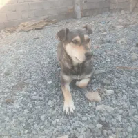 سگ نژاد دار کتوله ماده