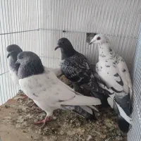 پرنده|پرنده|اردبیل, |دیوار