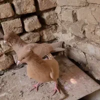 کبوتر دم سفید|پرنده|خلیل آباد, |دیوار