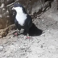 یک ریش سیاه نر