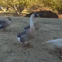 قو غاز افریقایی خاکستری