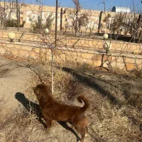 سگ قهوه ای پاکوتاه پیدا شده