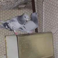 جفت سبز بدرنگ