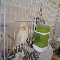 عروس هلندی به همراه قفس و لانه