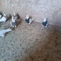 کبوتر طوقی|پرنده|قروه, |دیوار