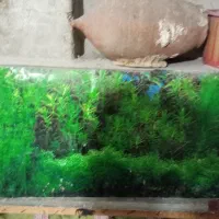 دوعدداکواریوم باشیشه سفارشی سایز بزرگ وکوچک