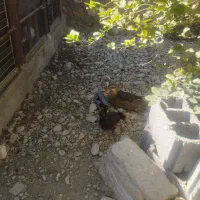 فروش مرغ و خروس|حیوانات مزرعه|فین, |دیوار