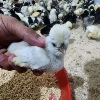 جوجه مرغ های برهما سلطان لهستانی قیمت مناسب