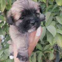 توله پاکوتاه