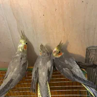 جوجه عروس هلندی