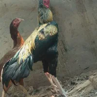 خروس