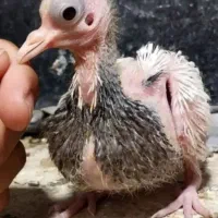 کبوتر طوقی هفت رنگ کاکل