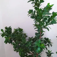 بنسای سرحال|گل و گیاه طبیعی|کرج, شهرک رضوانیه|دیوار