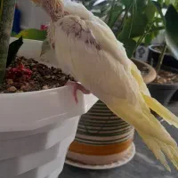 فروش عروس هلندی لوتینو ماده دستی  رام