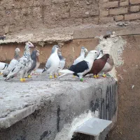 14عددحیوان نرزدوخوردی حیوان بوم بپرون ببر