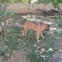 سگ آلابای