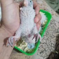 فروش راهب سرلاکی آبی