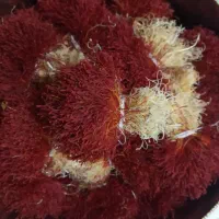 زعفران دختر پیچ محصول کشاورز