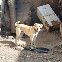 سگ نه بزرگ نه کوچک|سگ|جغتای, |دیوار