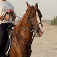 گمشده (نریان درشور )