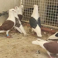 کفتر دوکت سرخ  زرد سیاه کاکل ماده آلمانی پشتی|پرنده|شیراز, سلطان آباد|دیوار