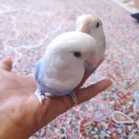 طوطی کتوله رام رام|پرنده|زرند, |دیوار