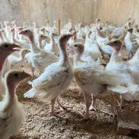 جوجه بوقلمون بیوتی یک ماهه|حیوانات مزرعه|تهران, شهران شمالی|دیوار