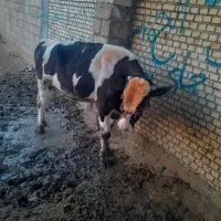 فقط، داشتی جنس اصلی|حیوانات مزرعه|گتوند, |دیوار