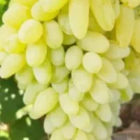 نهال|گل و گیاه طبیعی|رامند, |دیوار