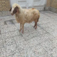 یک عددگوسفندشیشک درحد۱۴کیلوگوشت ۶میلیون